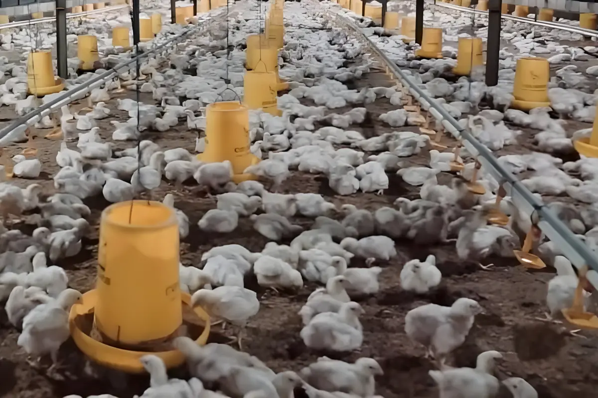 jadwal pemberian pakan ayam broiler