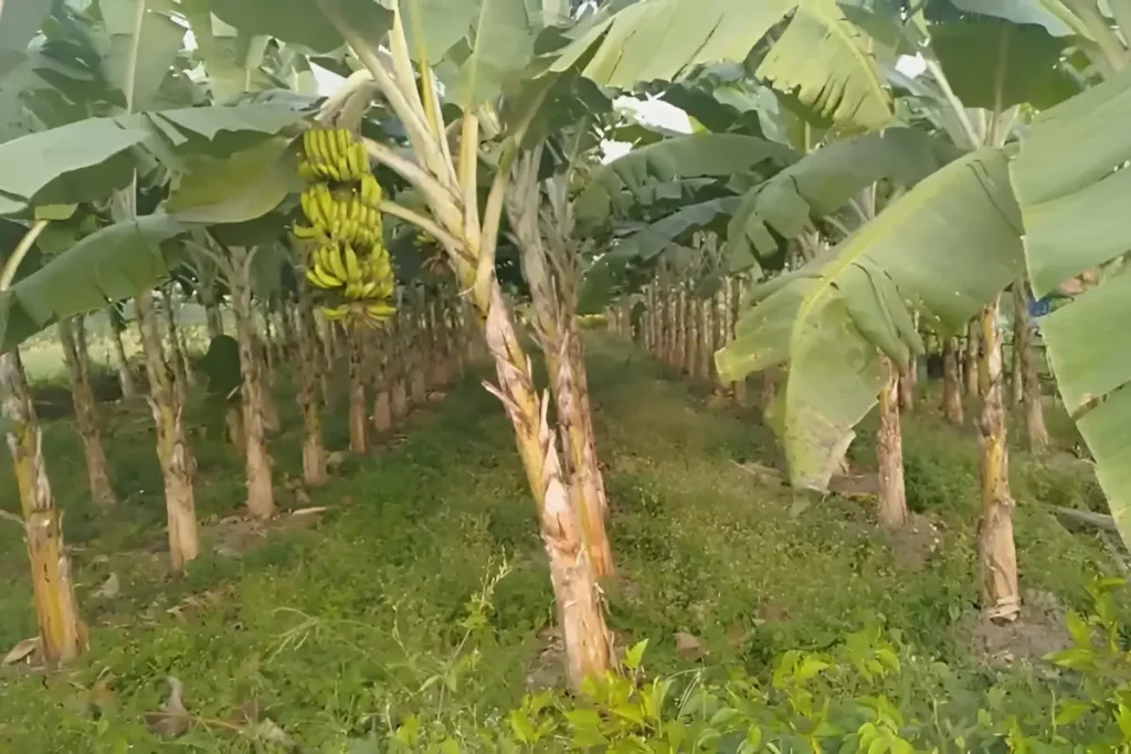 jarak tanam pisang ambon