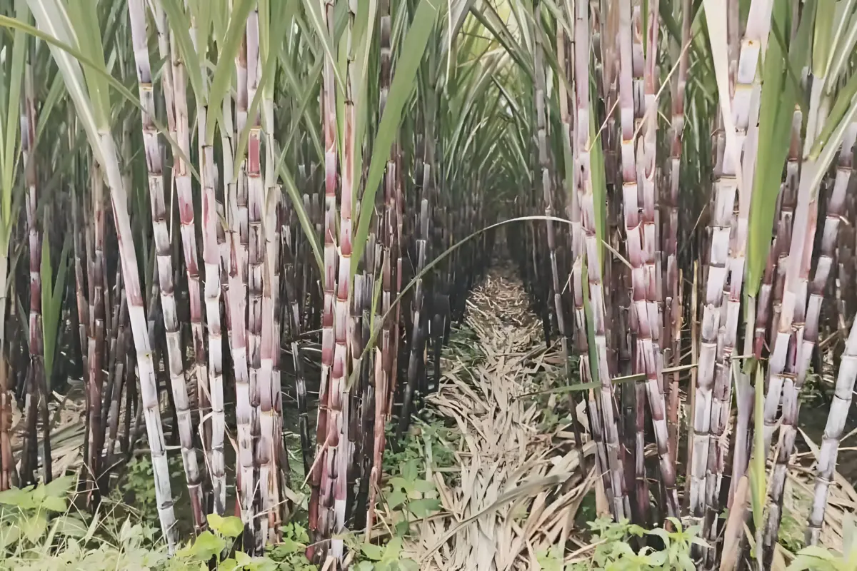 jarak tanam tebu yang ideal