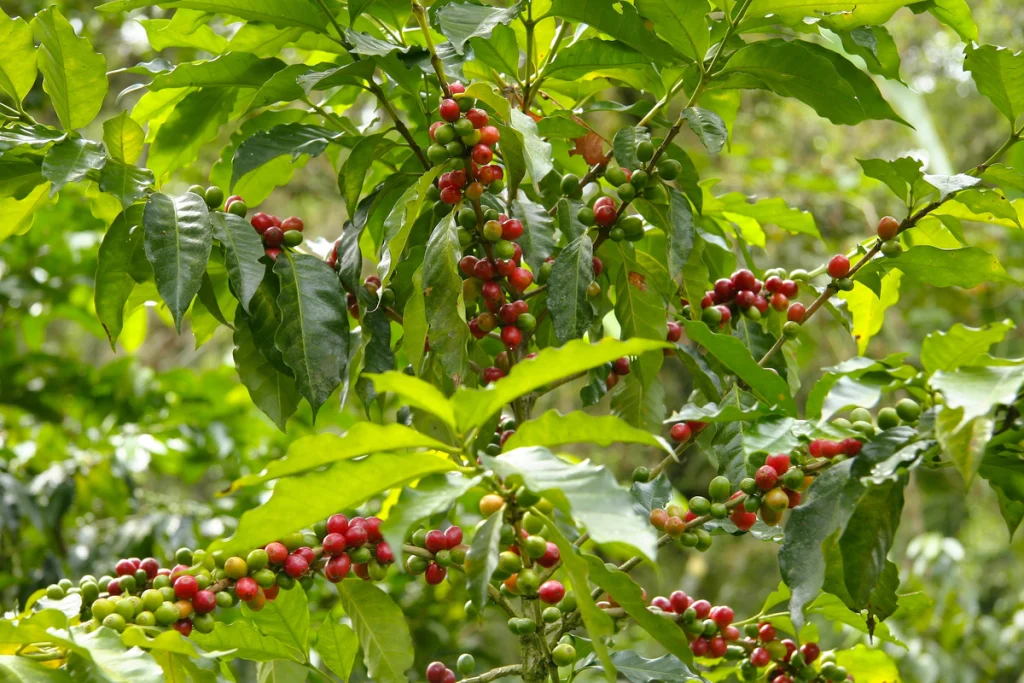 jenis tanaman kopi di indonesia