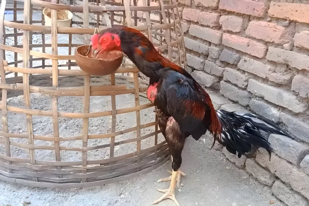 pakan ayam bangkok siap adu