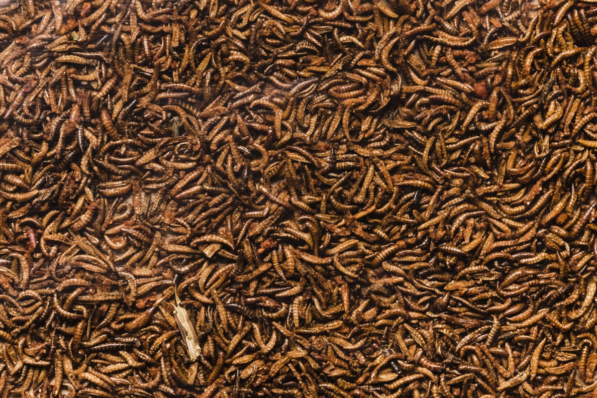 pakan maggot agar cepat besar