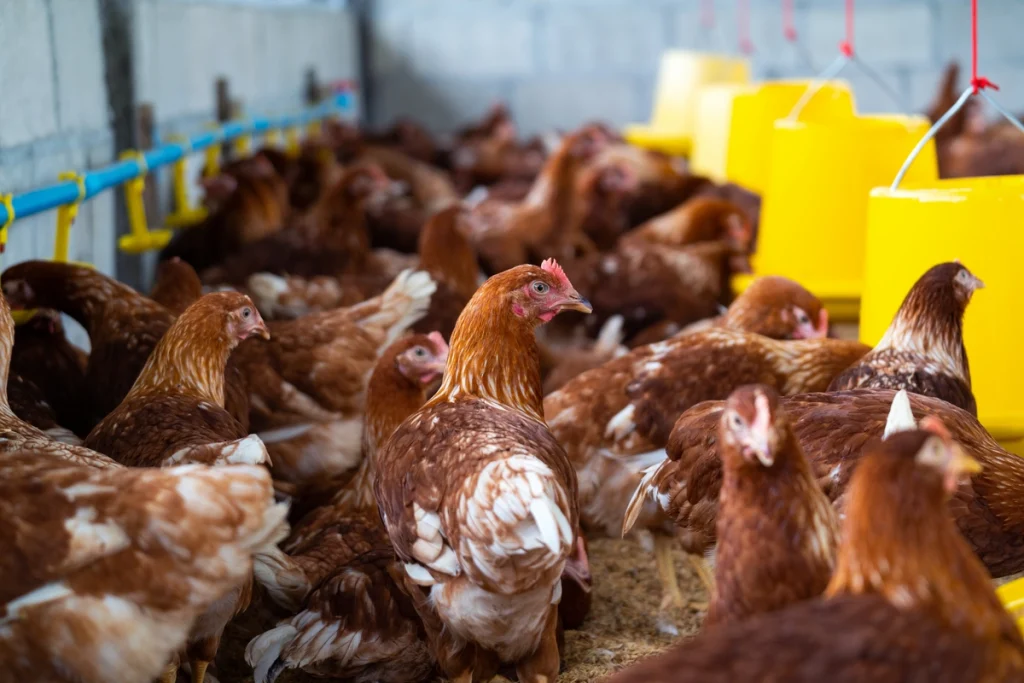 perbedaan ayam broiler dan ayam petelur