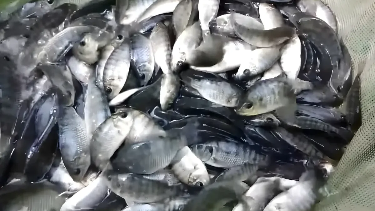 Ikan Mujair Vs Nila Perbedaan: Mana yang Lebih Unggul untuk Dipelihara?