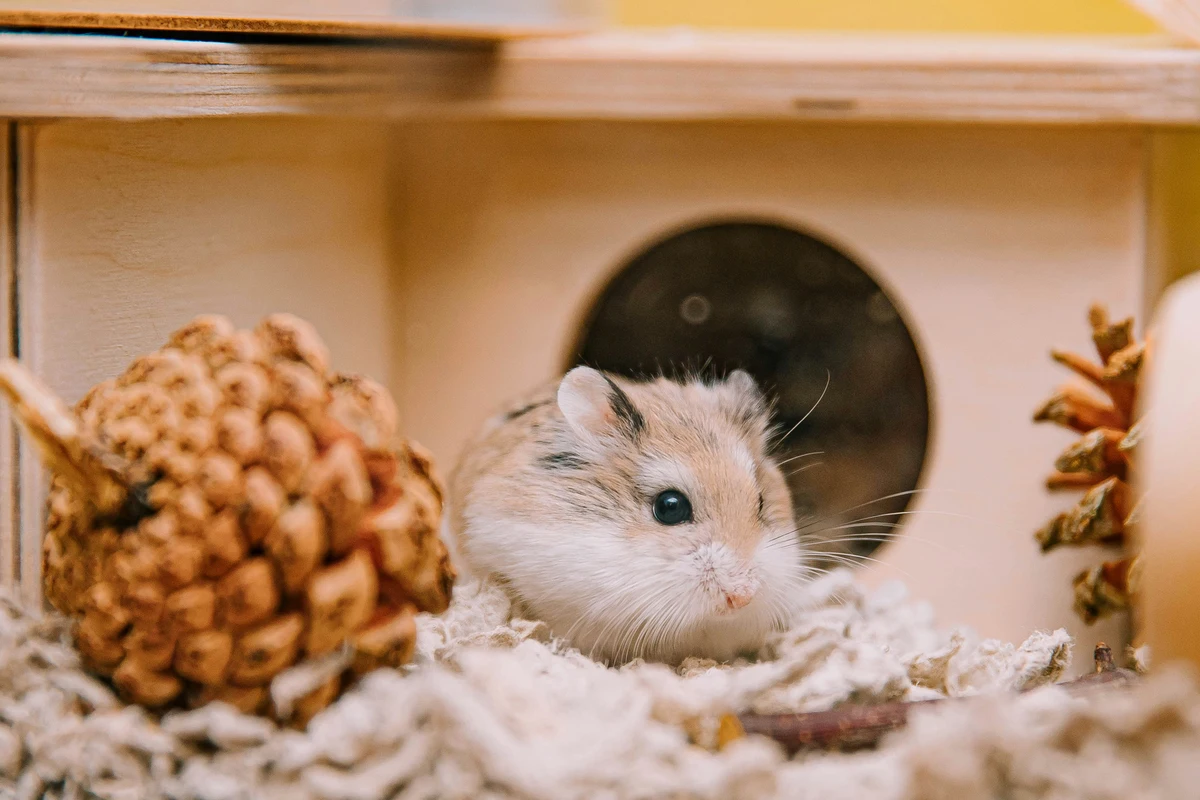 perbedaan marmut dan hamster