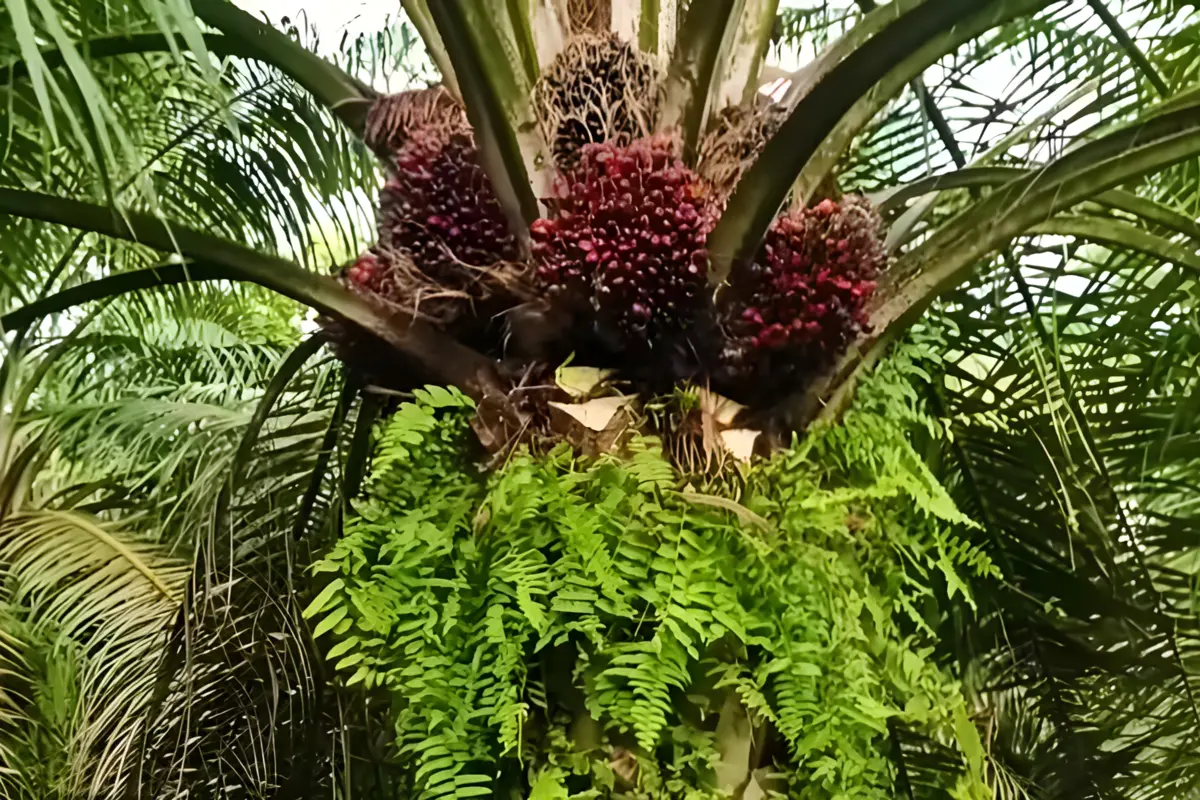 varietas kelapa sawit