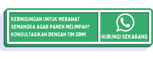 cta cara menanam semangka dari biji 1