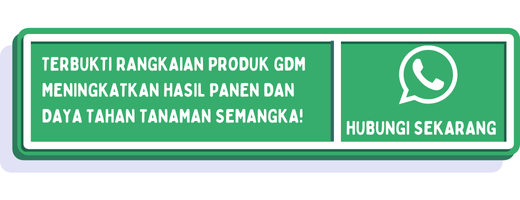 cta cara menanam semangka dari biji 2