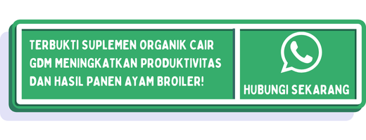 cta standar bobot ayam broiler 2