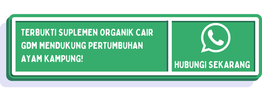 cta pakan ayam kampung 2