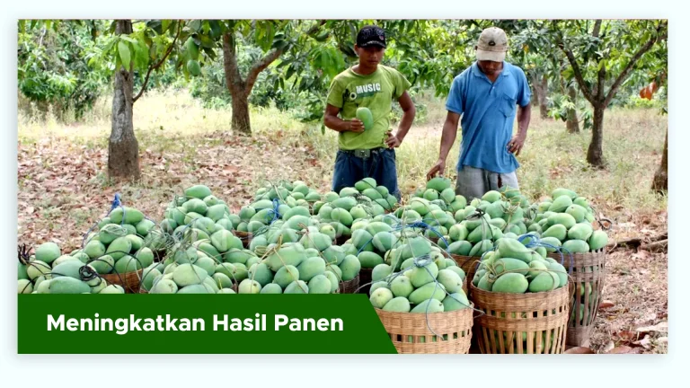 Pohon mangga berbuah lebat dan besar dengan Pupuk Organik Cair GDM Spesialis Buah
