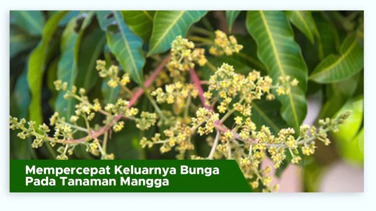 Tanaman mangga berbunga lebih cepat berkat unsur hara lengkap dari pupuk GDM