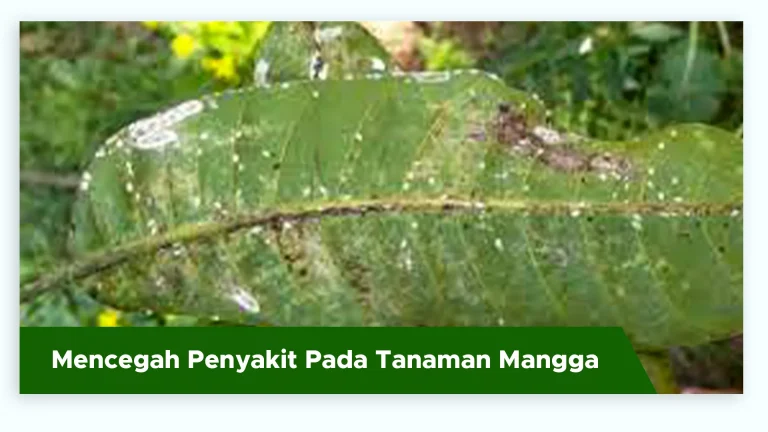 Tanaman mangga sehat terlindungi dari penyakit cendawan dan bakteri dengan pupuk GDM