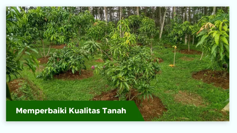 Tanah kebun mangga subur berkat bakteri penambat nitrogen dan pengurai fosfor dari GDM