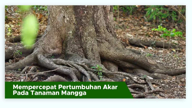 Akar tanaman mangga tumbuh cepat dan kuat dengan Granule Bio Organik GDM SaMe