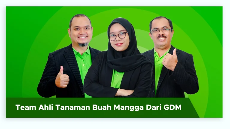 Tim ahli GDM membantu memberikan solusi budidaya tanaman buah mangga