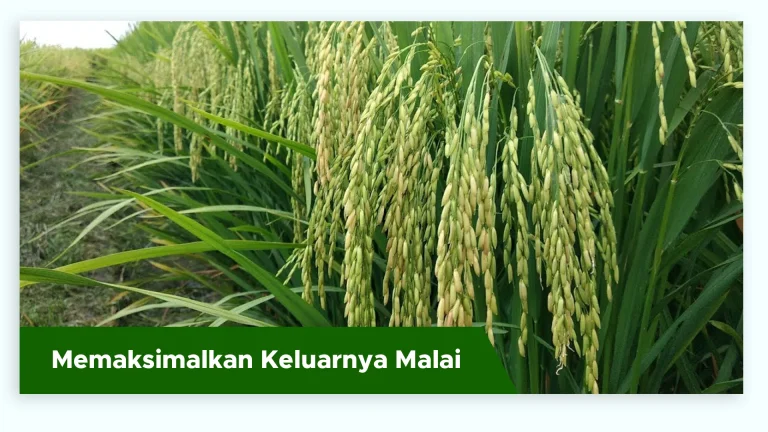 Malai padi keluar maksimal dengan bulir terisi penuh berkat hormon giberelin dari pupuk GDM