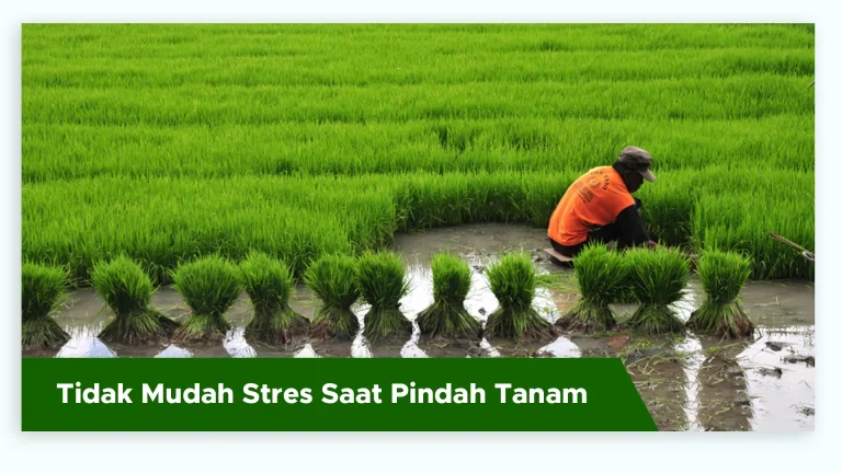 Bibit padi tumbuh kuat dan tidak stres saat pindah tanam dengan Pupuk GDM Spesialis Pangan