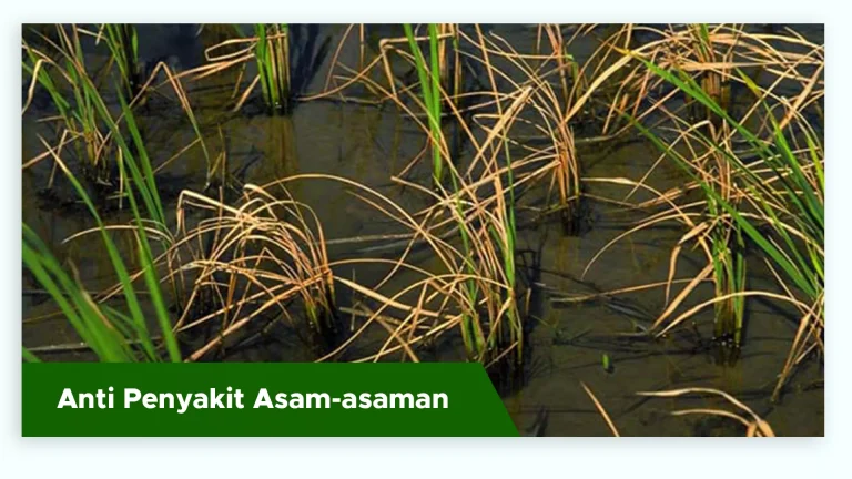 Tanaman padi sehat terhindar dari penyakit asam-asaman dengan pupuk padi GDM