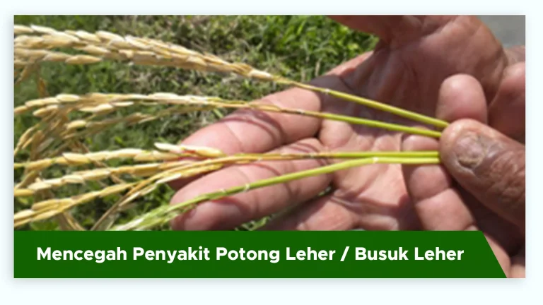 Malai padi sehat terlindungi dari penyakit busuk leher atau blas leher dengan pupuk GDM