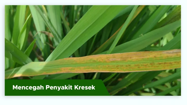 Daun padi sehat terhindar dari penyakit kresek dengan Pupuk Organik Cair GDM