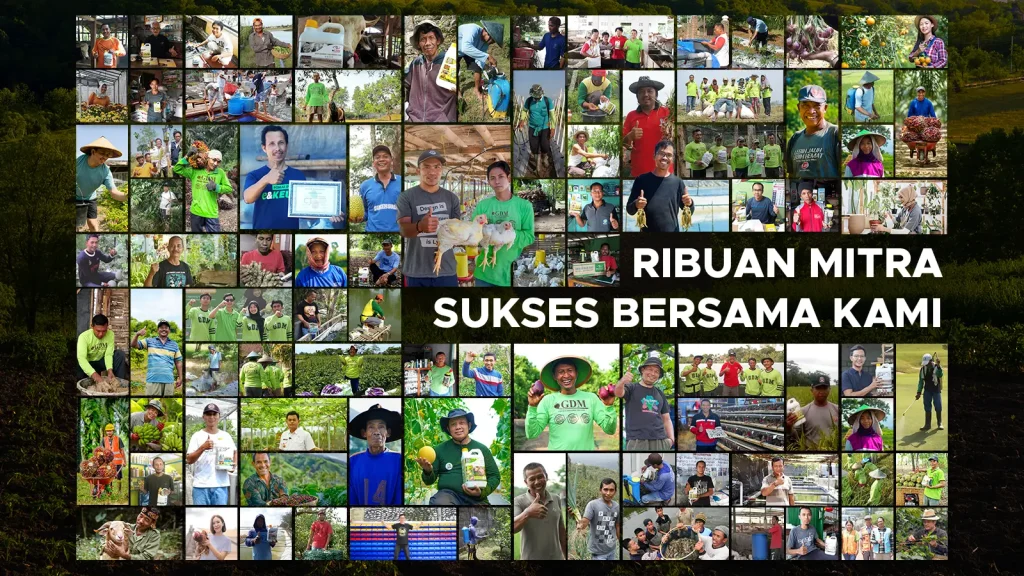 Ribuan mitra petani dan peternak sukses bersama GDM Organik