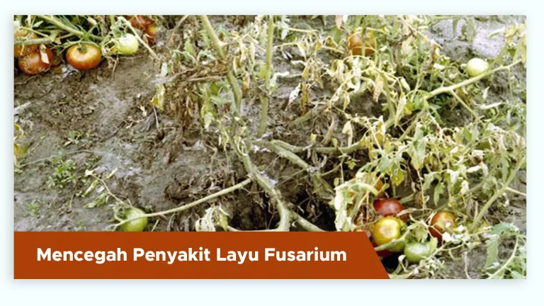 Tanaman tomat sehat terhindar dari penyakit layu fusarium dengan pupuk organik cair GDM