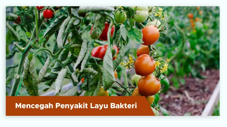 Tanaman tomat terlindungi dari penyakit layu bakteri berkat antibiotik alami dari pupuk GDM