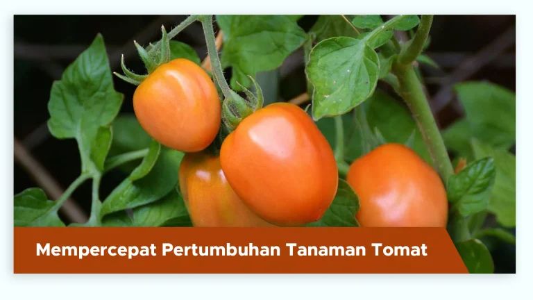 Tanaman tomat tumbuh cepat berkat unsur hara makro dan mikro lengkap dari pupuk GDM