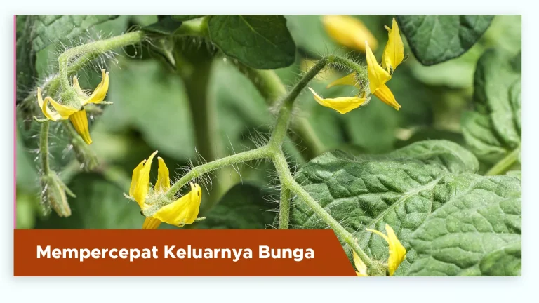 Tanaman tomat berbunga lebih cepat berkat hormon alami dari pupuk tomat GDM