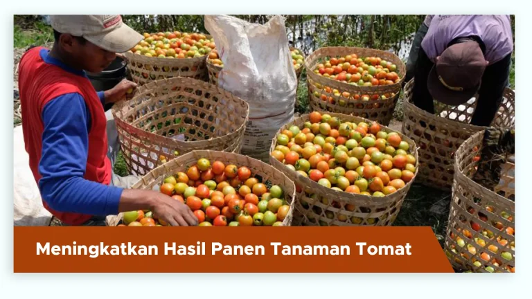 Buah tomat lebat dan panen melimpah dengan pupuk organik cair GDM