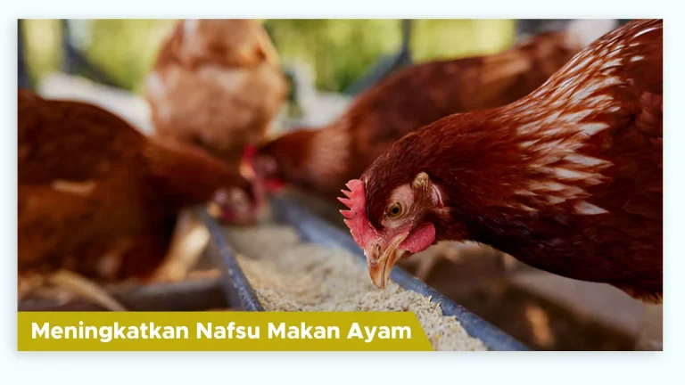 Ayam makan dengan lahap berkat Suplemen Organik Cair GDM Spesialis Peternakan
