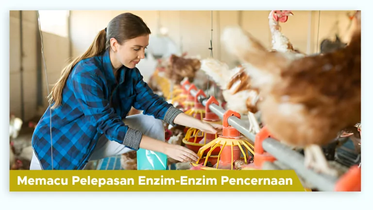 Pencernaan ayam lebih sempurna berkat 5 jenis bakteri premium dalam suplemen GDM