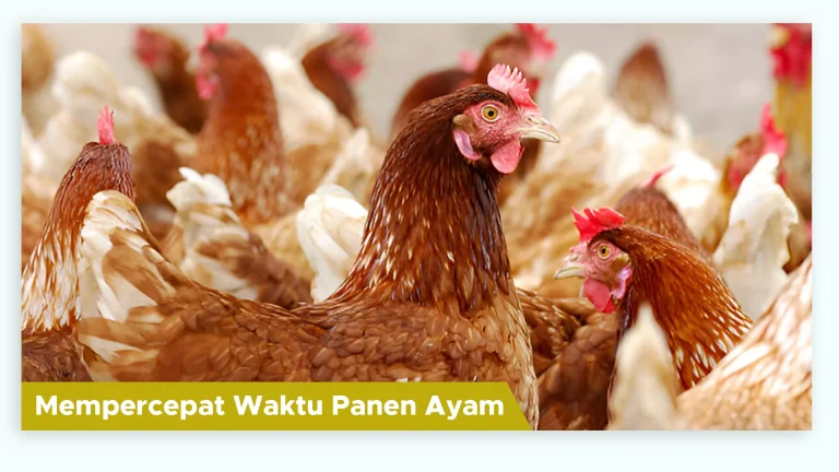 Ayam tumbuh cepat besar sehingga waktu panen lebih singkat dengan suplemen GDM