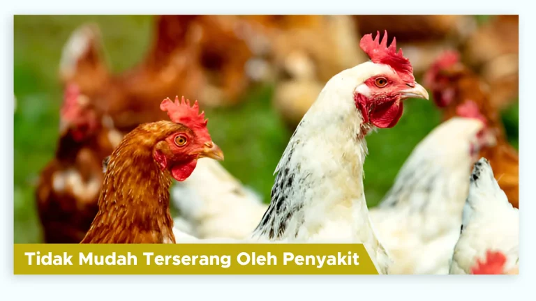 Ayam sehat dengan kekebalan tubuh kuat dan tidak mudah terserang penyakit