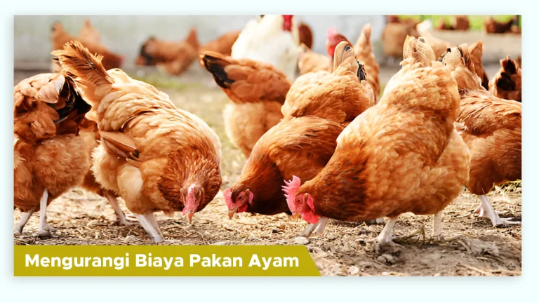 Pakan ayam lebih hemat dan biaya pakan berkurang dengan suplemen organik GDM
