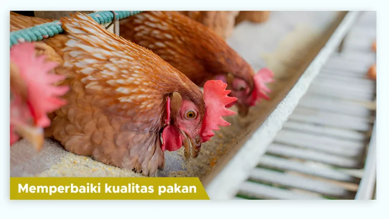 Kualitas pakan ayam meningkat berkat enzim fitase dari probiotik ayam GDM