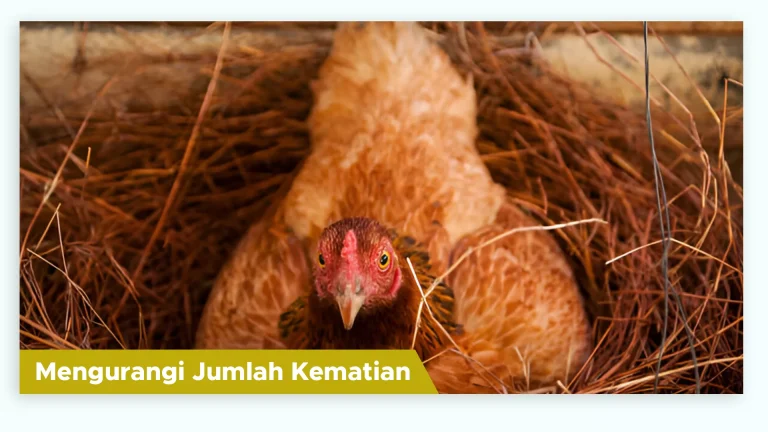 Ternak ayam sehat dengan angka kematian rendah berkat suplemen GDM
