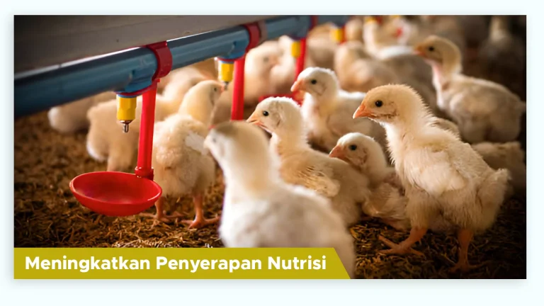Ayam menyerap nutrisi pakan lebih baik dengan Suplemen Organik Cair GDM