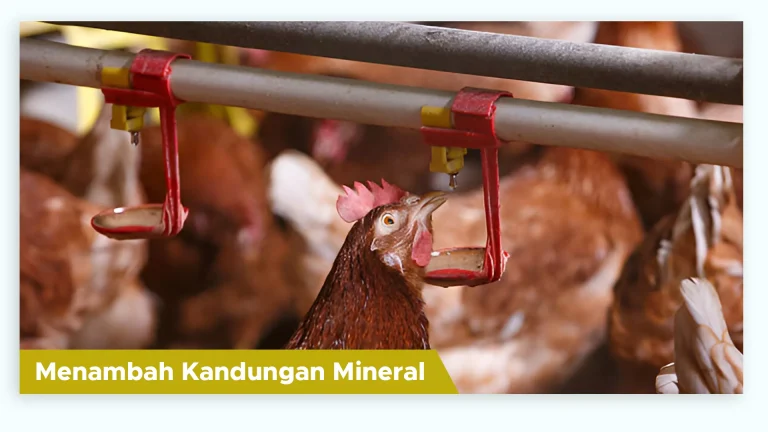Kebutuhan mineral ternak ayam tercukupi dengan probiotik ayam GDM