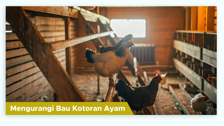 Kandang ayam bersih dengan kotoran kering dan bau amonia berkurang