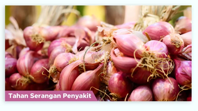 Tanaman muda tumbuh sehat dan tahan serangan penyakit dengan Pupuk Organik Cair GDM Spesialis Pangan