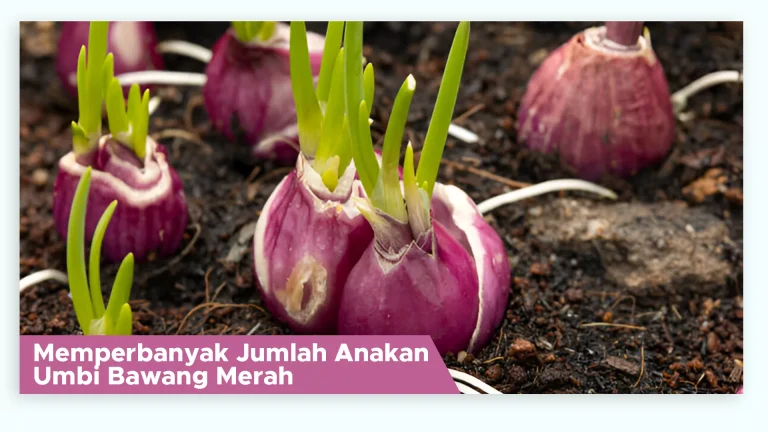 Umbi bawang merah dengan banyak anakan dalam satu rumpun setelah diberi Pupuk Organik Cair GDM