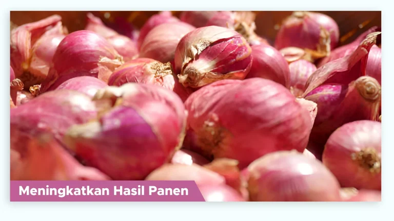 Petani bawang merah menunjukkan hasil panen yang meningkat dengan Pupuk Organik Cair GDM