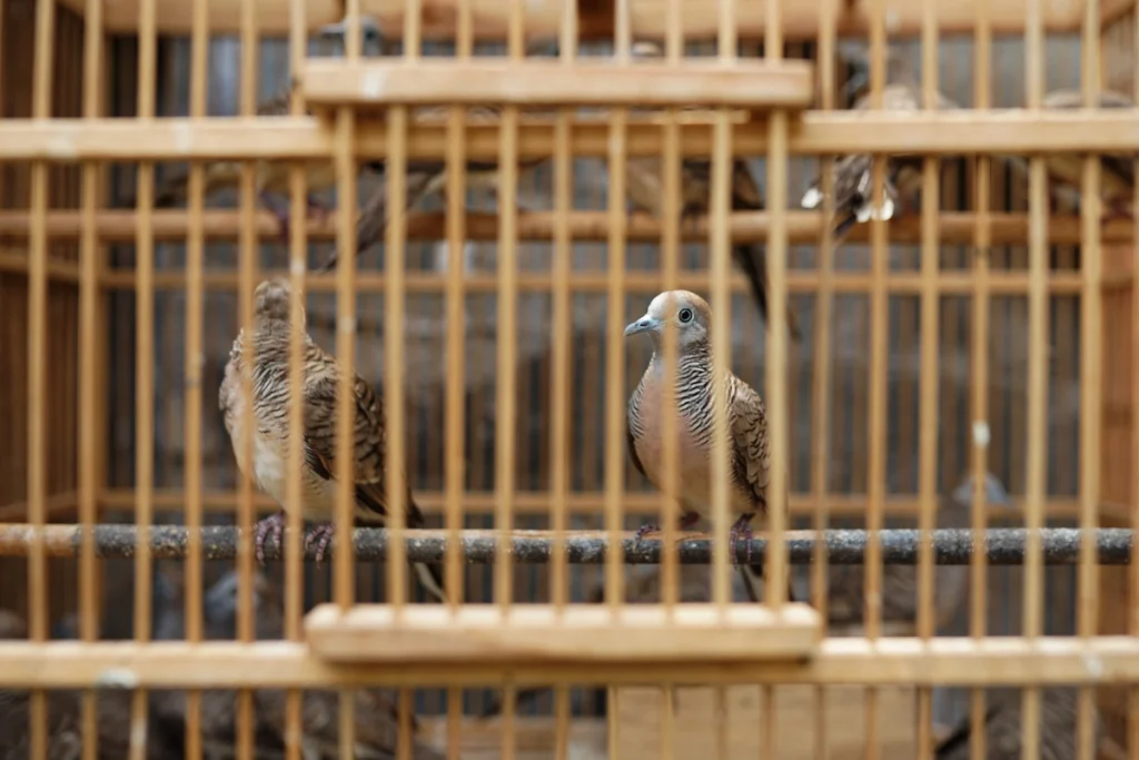 cara memandikan burung perkutut