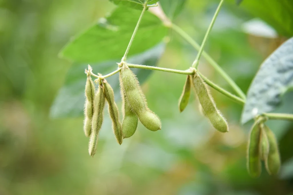 cara menanam edamame