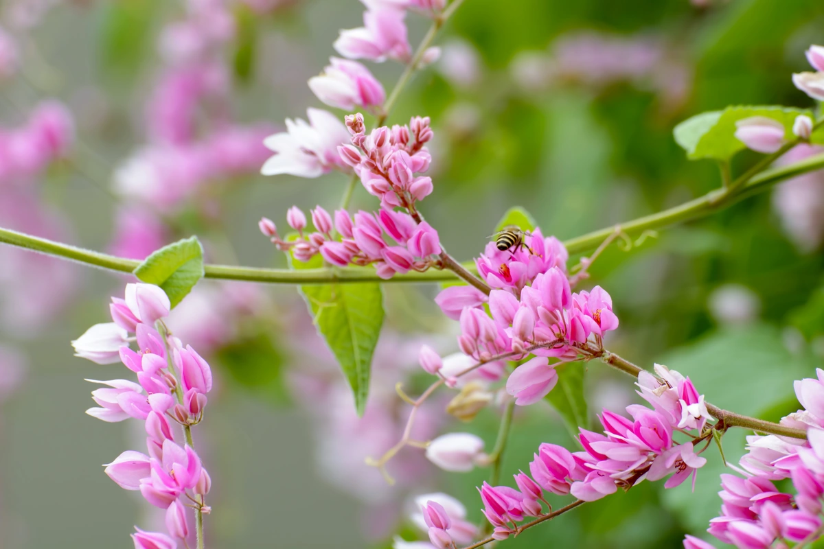 cara menanam indigofera