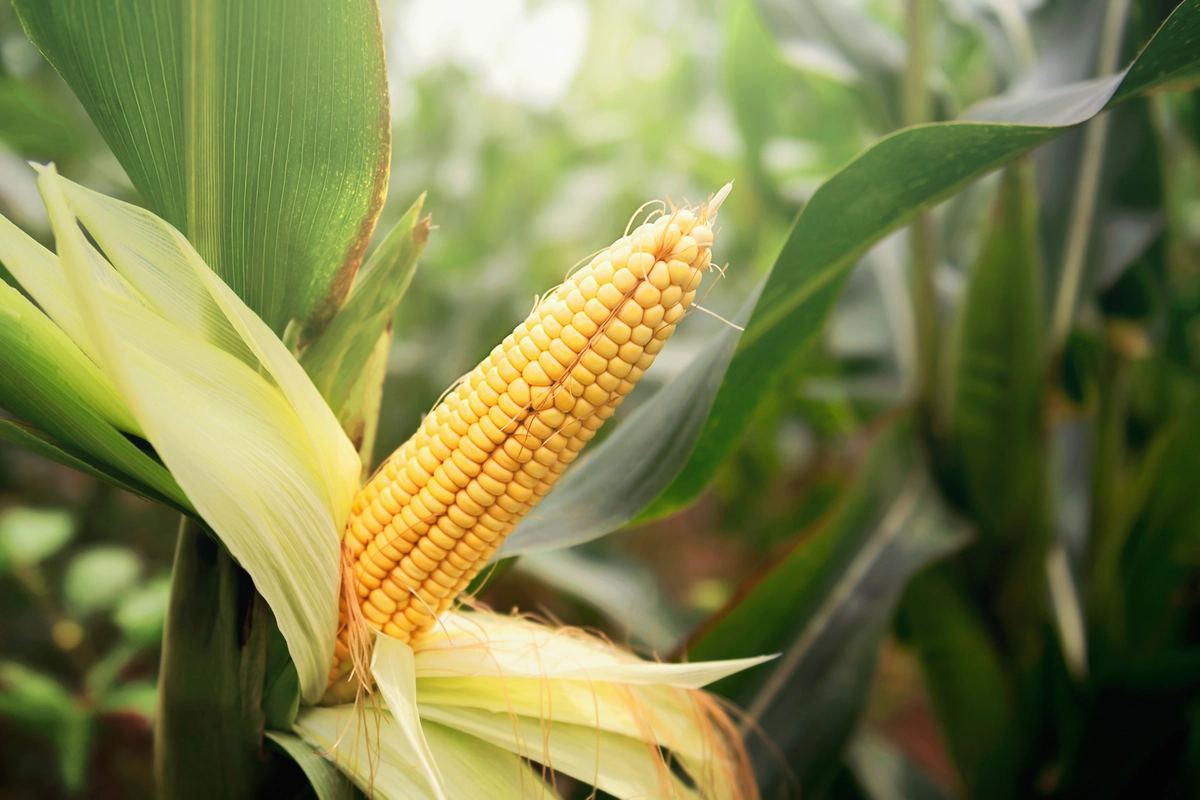 cara menanam jagung