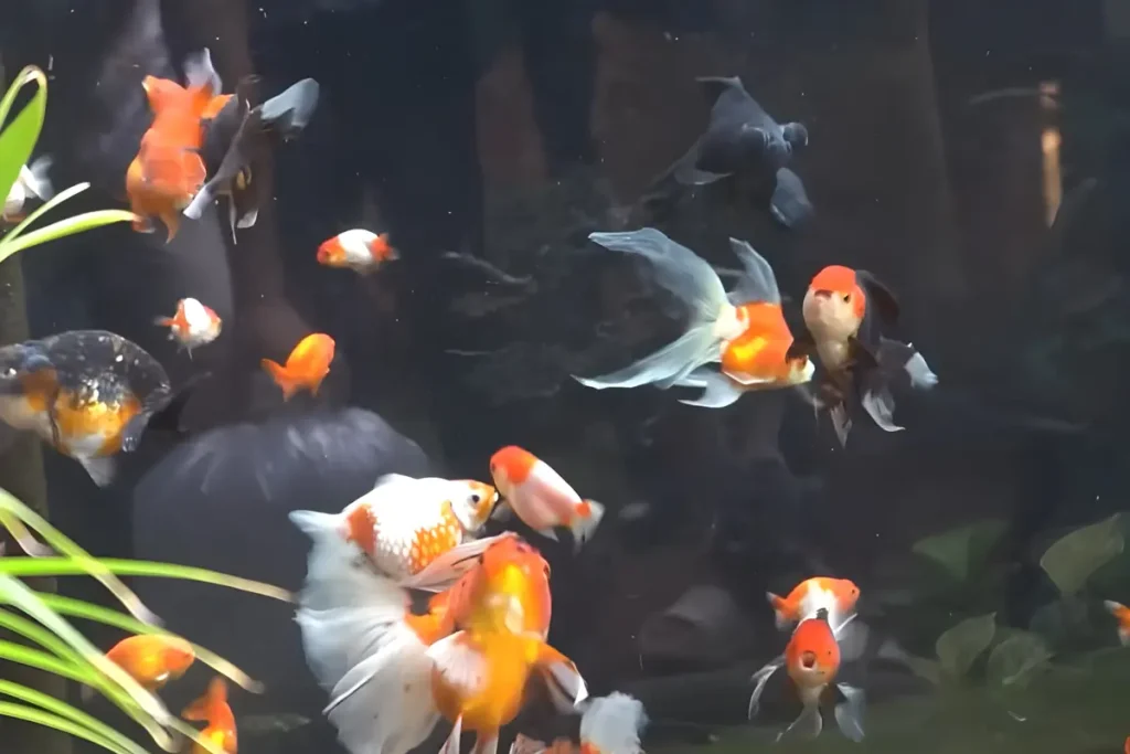 cara mengobati ikan koki berenang terbalik