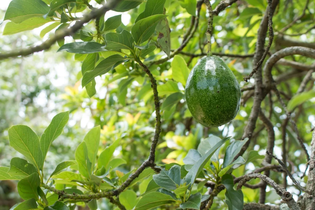 cara merangsang pohon alpukat agar cepat berbuah